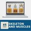 Skeleton and Muscles Interactive Lesson and Activities