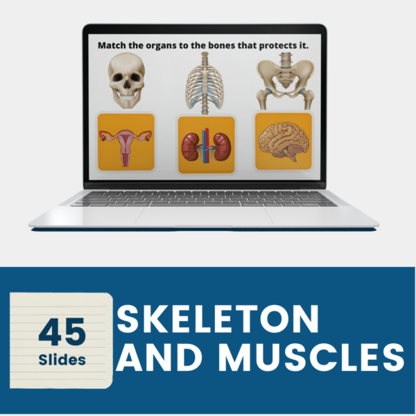 skeleton and muscles interactive lesson and activities