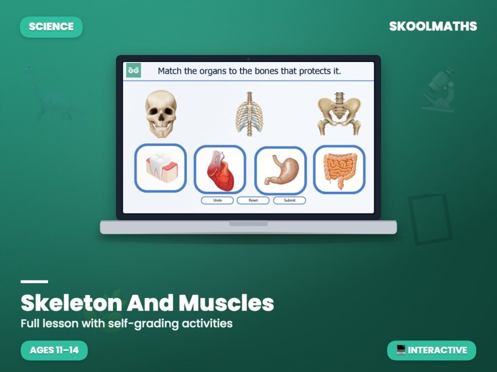 Skeleton And Muscles — Interactive Lesson & Activities (Ages 11–14)