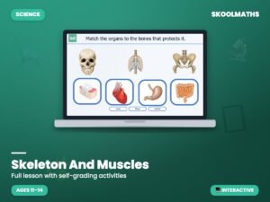 Skeleton And Muscles — Interactive Lesson & Activities (Ages 11–14)