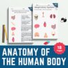 Full Anatomy of the Human Body Worksheet Bundle with Classroom Poster