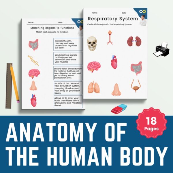 full anatomy of the human body worksheet bundle with classroom poster