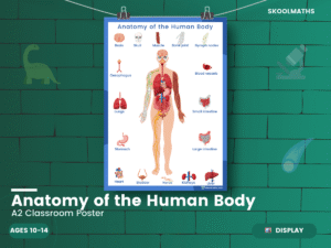 Full Anatomy of the Human Body Worksheet Bundle with Classroom Poster