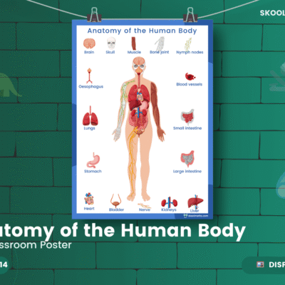 Full Human Body Anatomy Bundle — Classroom Display (Year 6–9)