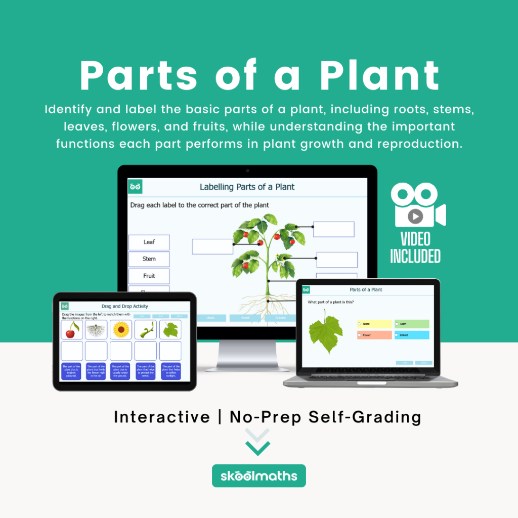 parts of a plant (1)