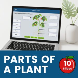 identifying parts of a plant interactive activities