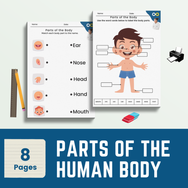 parts of the human body worksheets and activities for early years