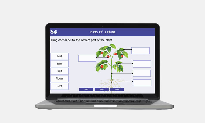 parts of a plant and their functions