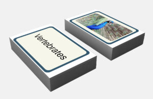 vertebrates invertebrates flashcard