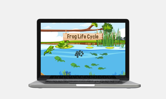 life cycle of a frog