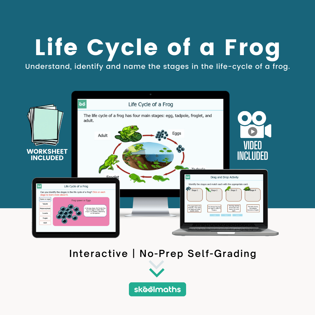 life cycle of a frog min