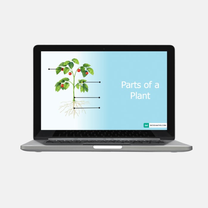 parts of a plant