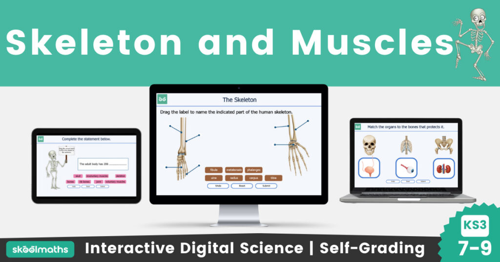 skeleton and muscles