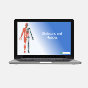 skeleton and muscles (2)