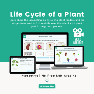 life cycle of a plant