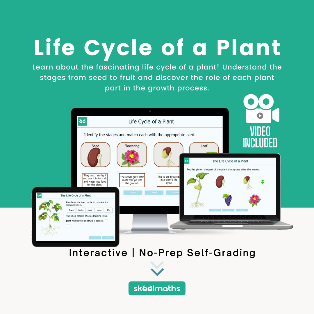life cycle of a plant