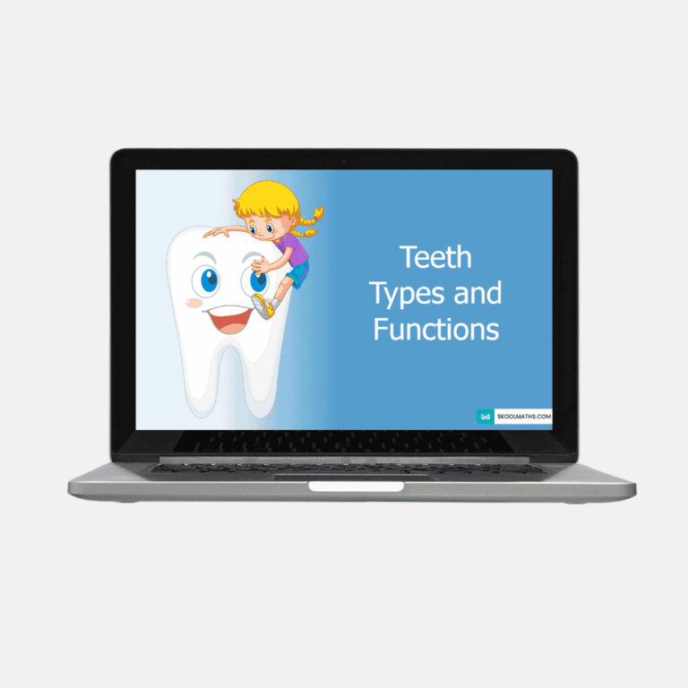 Teeth and Their Functions