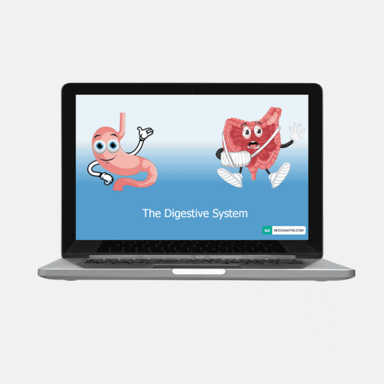 human digestive system