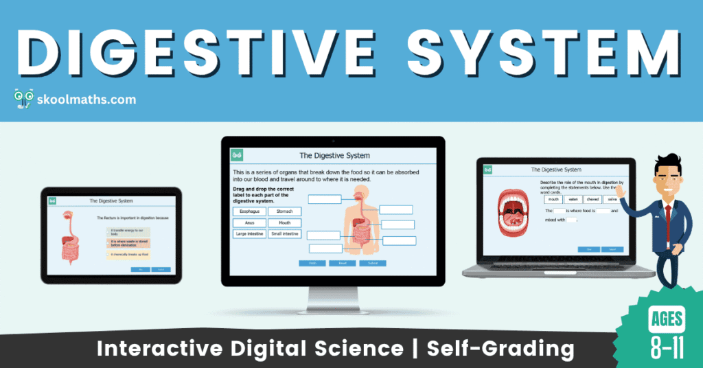 the digestive system 1