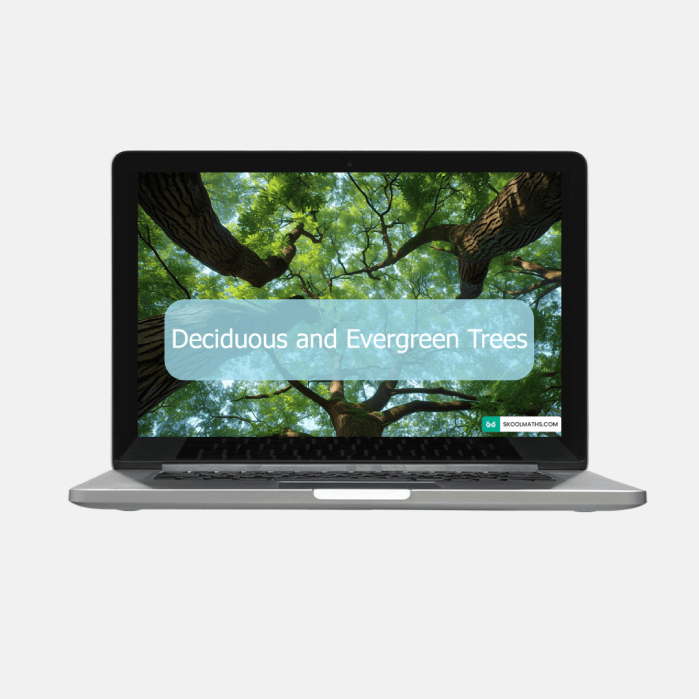 deciduous and evergreen trees