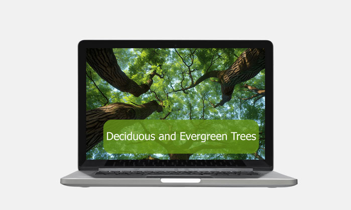 deciduous evergreen trees