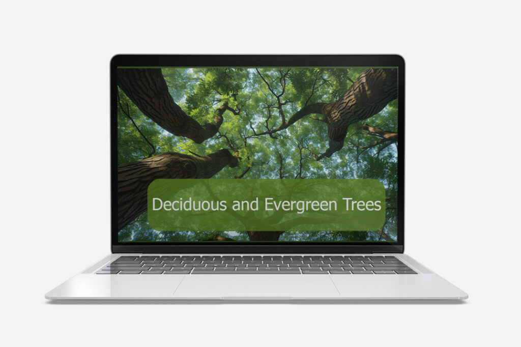 deciduous evergreen trees
