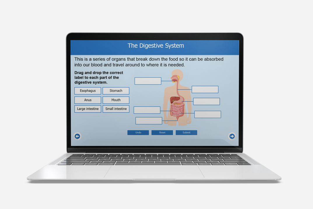 digestive system