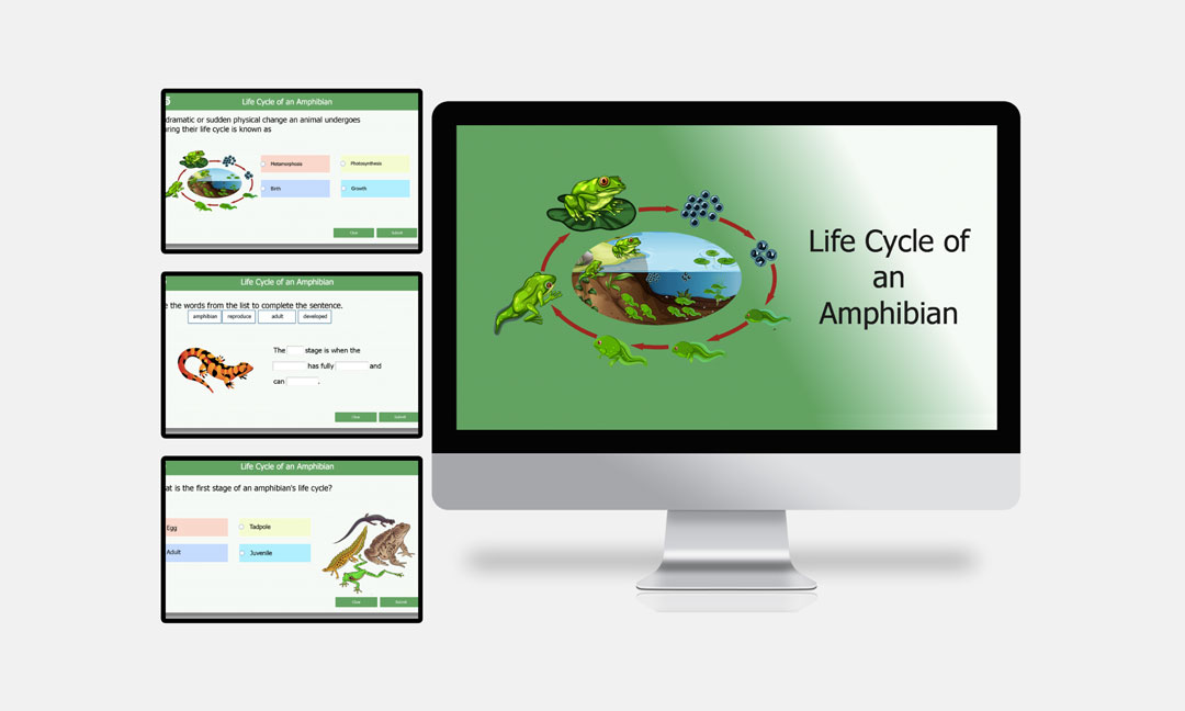 life cycle of an amphibian