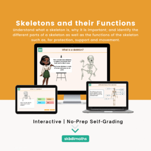 skeletons and their functions min