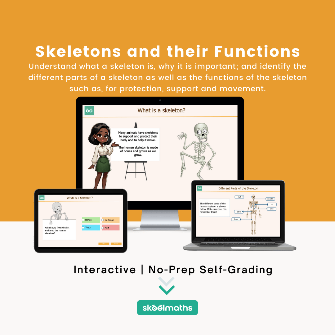 skeletons and their functions min