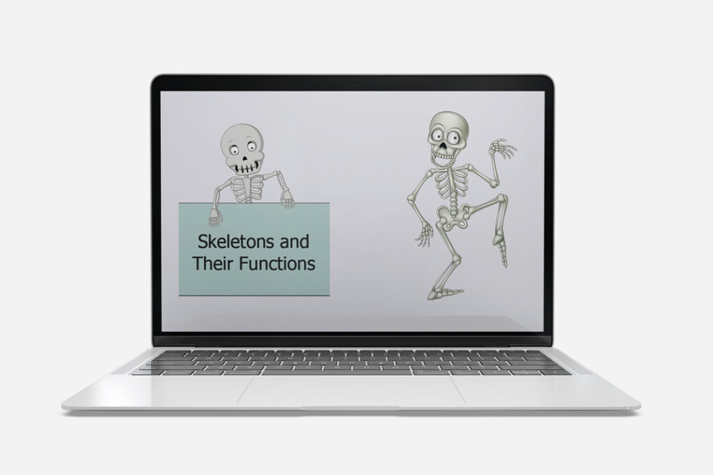 skeletons and their function