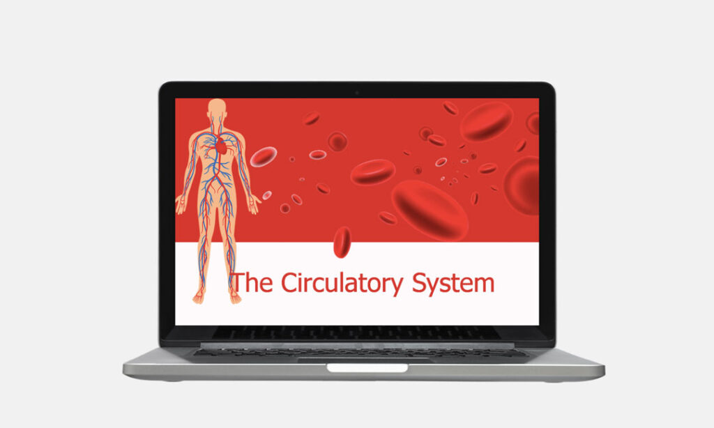 the human circulatory system