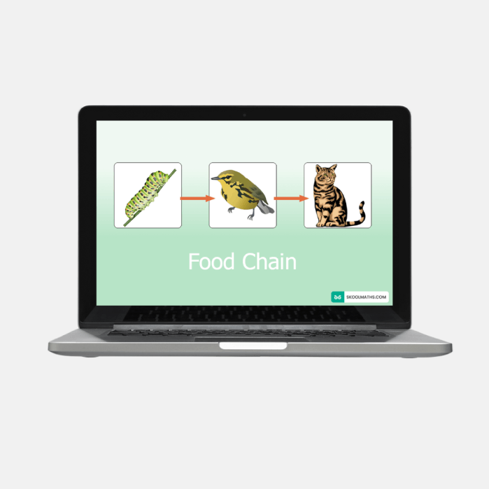 food chain