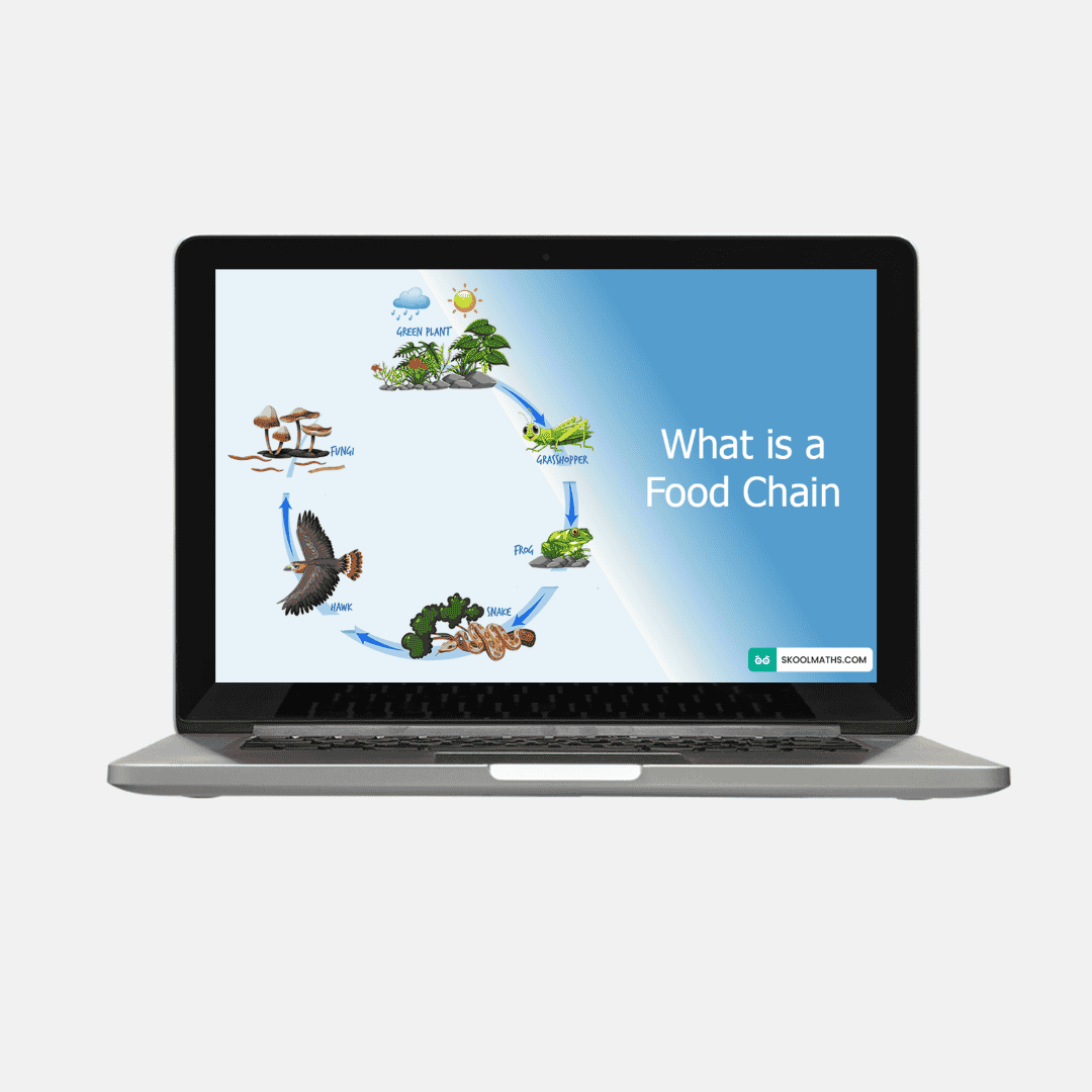 food chain