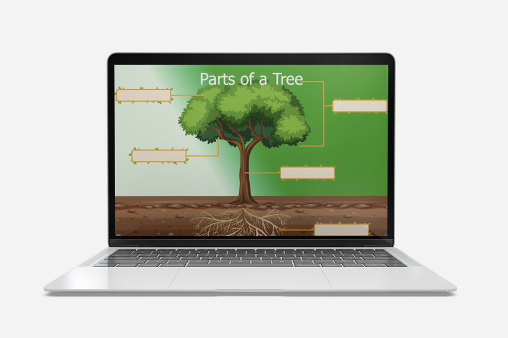 identifying parts of a tree