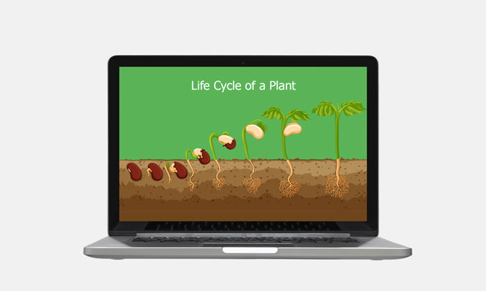 the life cycle of a plant