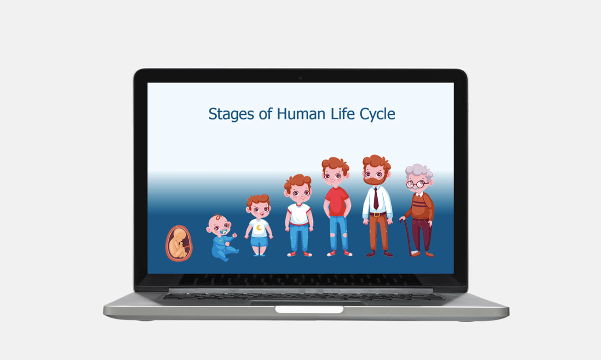 human life cycles