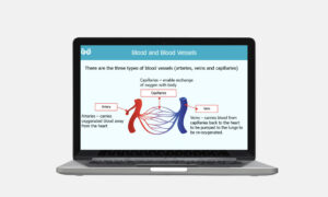 blood and blood vessels