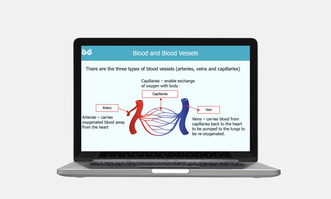 blood and blood vessels