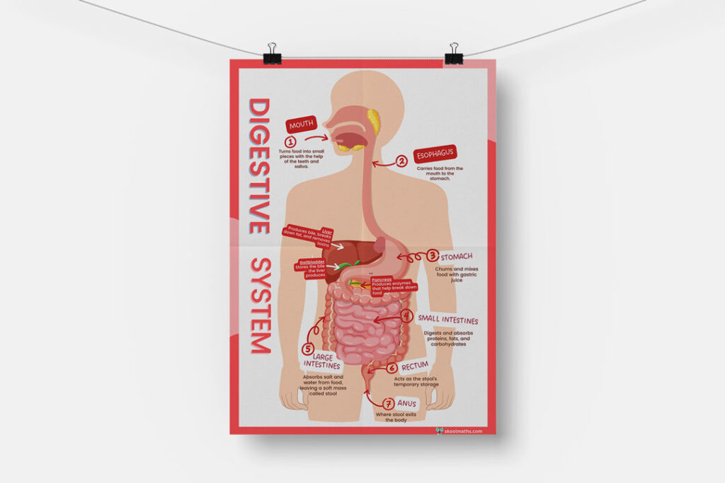 digestive system