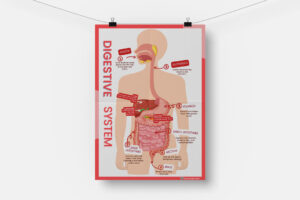 digestive system
