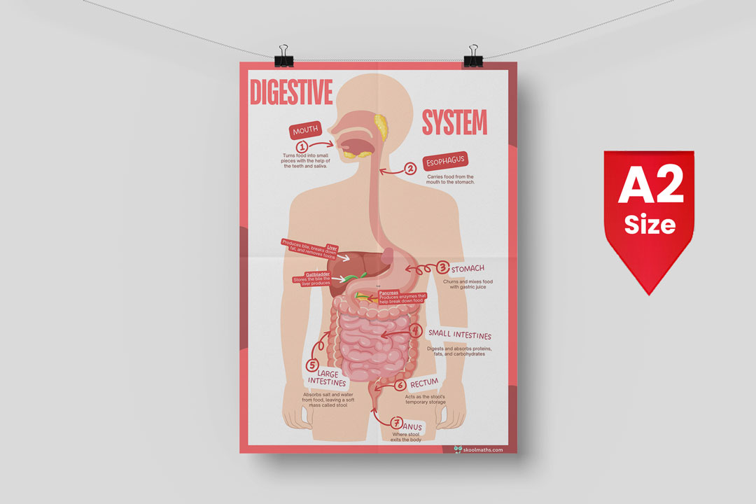 human digestive system