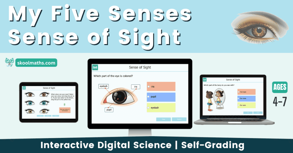 my five senses sense of sight