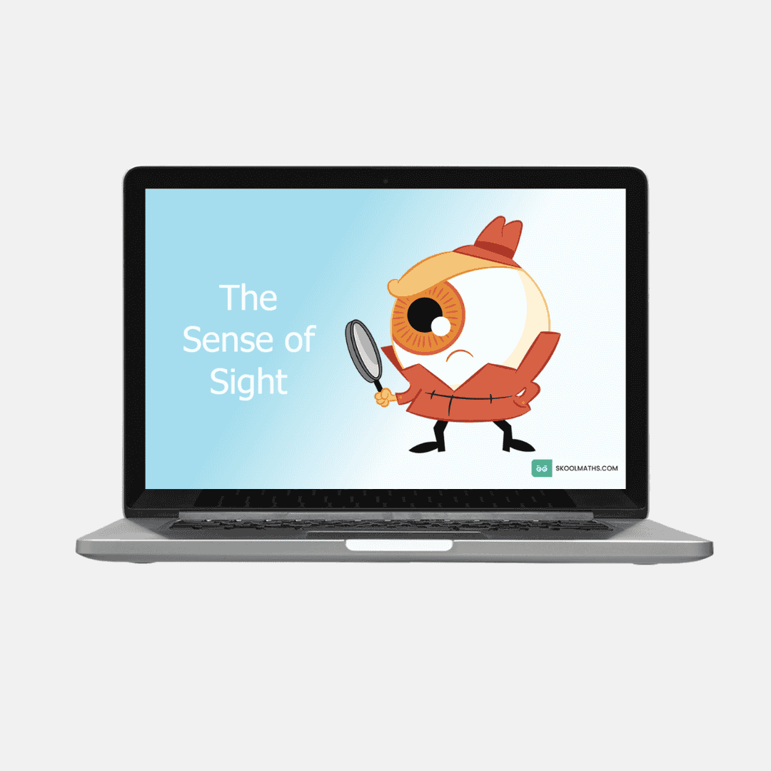 my five senses sence of sight activities