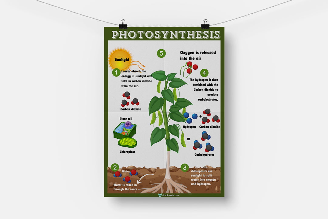 photosynthesis classroom chart