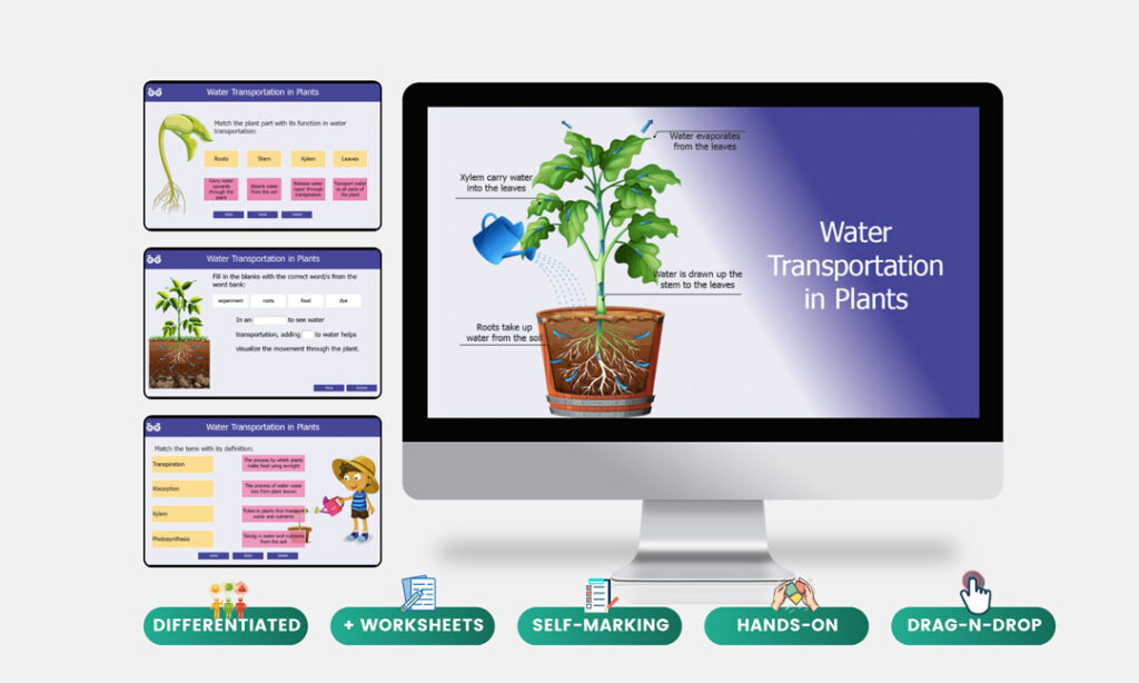 water transportation in plants