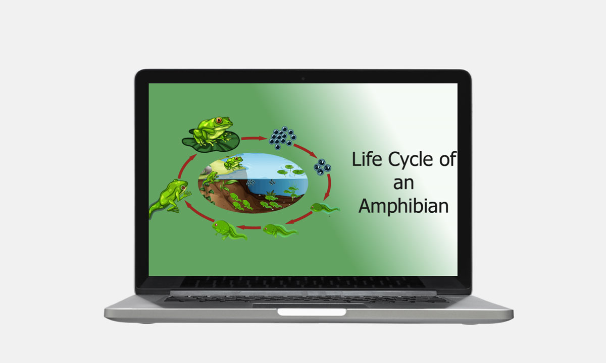 life cycle of an amphibian