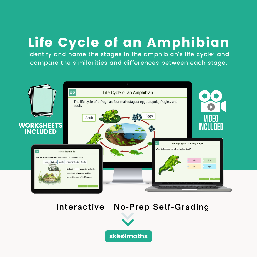 life cycle of an amphibian
