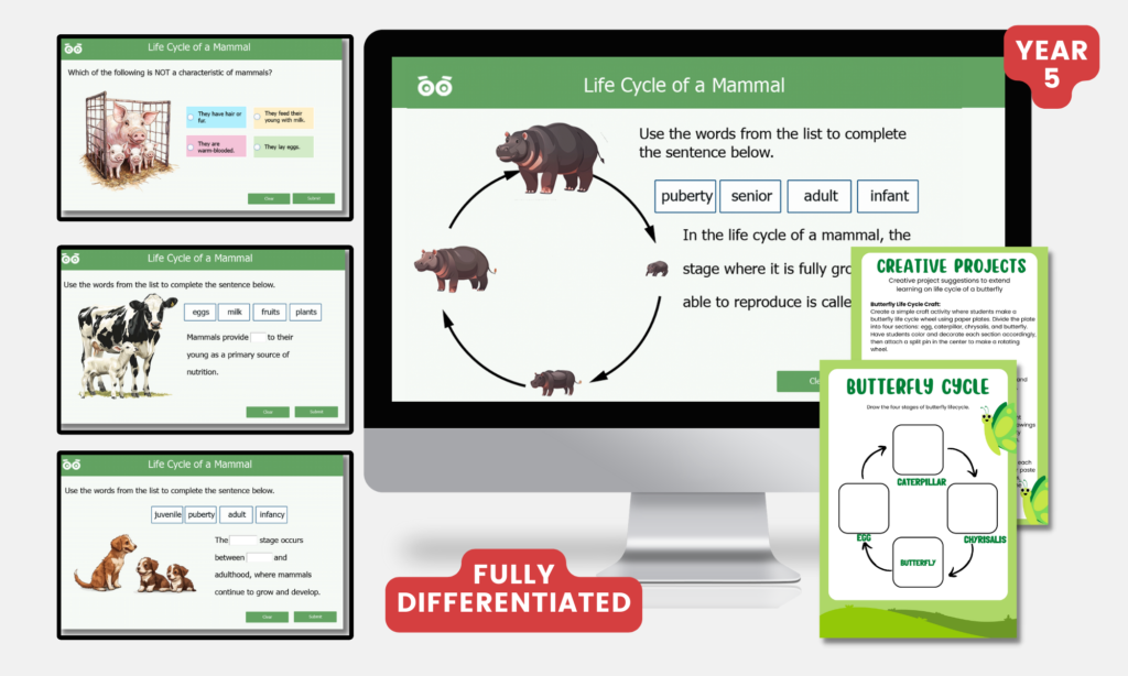 life cycle of a mammal