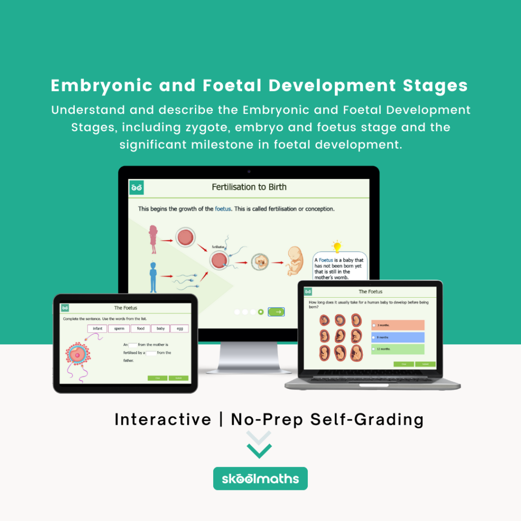 foetal development in the womb